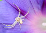 White crab spider by NTamura