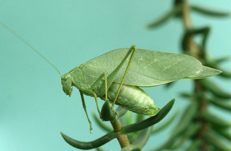 Broad-winged Katydid