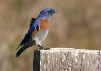 Western Bluebird