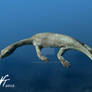 Qianxisaurus