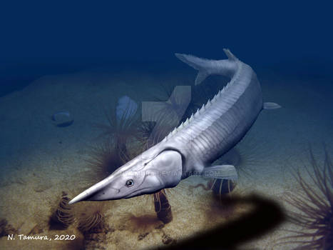 Tanyrhinichthys mcallisteri