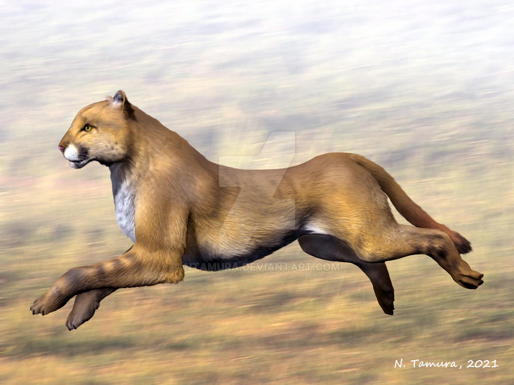 Miracinonyx trumani by NTamura on DeviantArt