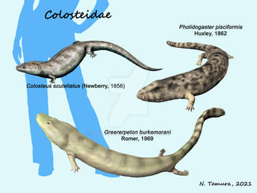 Colosteidae