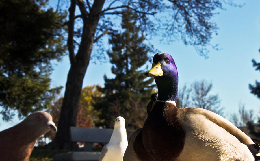 Purp Duck