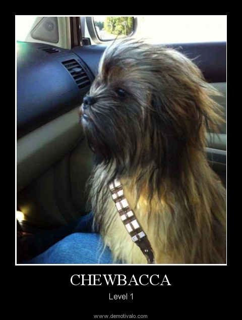 Chewbacca dog