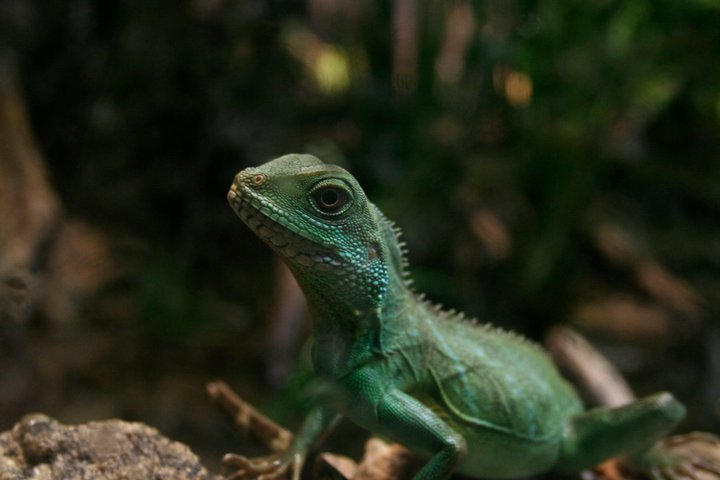 Demure Lizard Lizard by Emmu13 on DeviantArt
