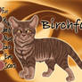 Birchfall of ThunderClan - Trail of Ashes