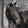 Black Horse in Winter Forest