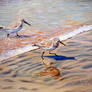 Sandpipers