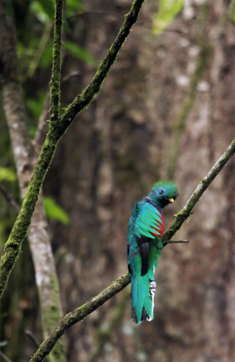 Quetzal by yeejose