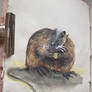 fat Nutria 