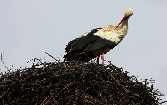 stork ...