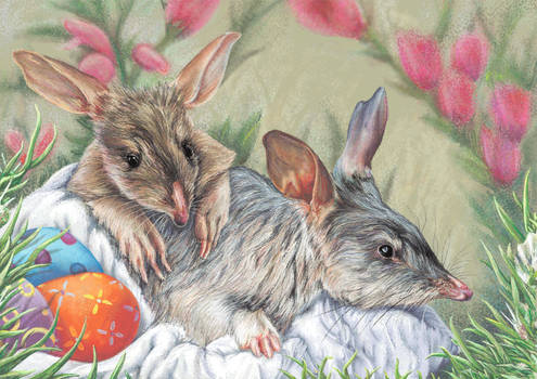 Bilby Youngsters - Australian Easter Bunnies