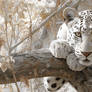 Leopard of the Quiet Realms