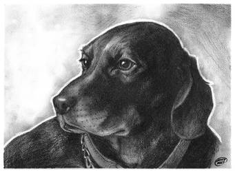 Pet Portrait pencils