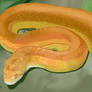 Colorful Snake - Animal art