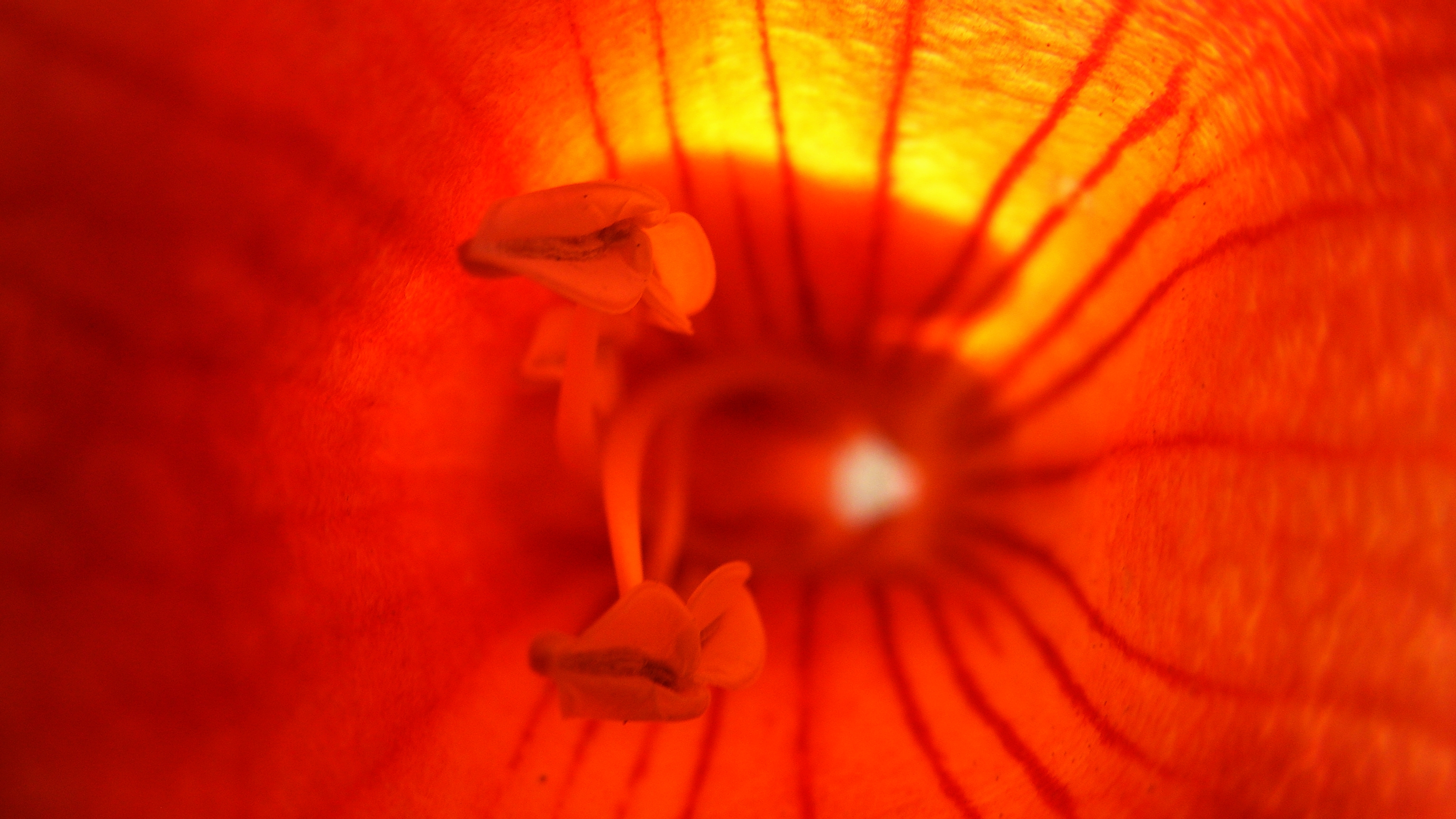 Inside the Flower