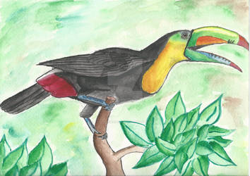 Toucan