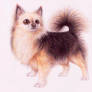 Chihuahua -old commission-