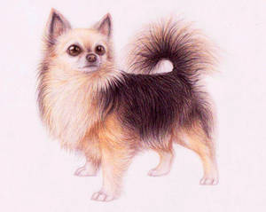 Chihuahua -old commission-