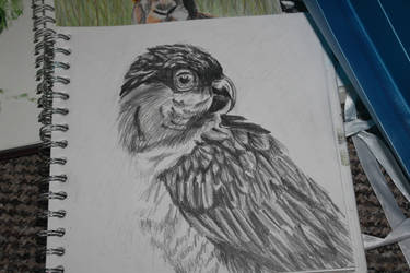 caique parrot sketch