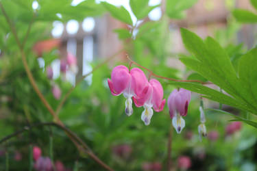 Bleeding Hearts