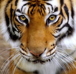 Tiger Close-up by justinblackphotos