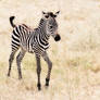 Baby Zebra III