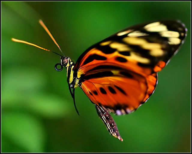 Butterfly in Flight