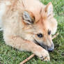 pup with a stick