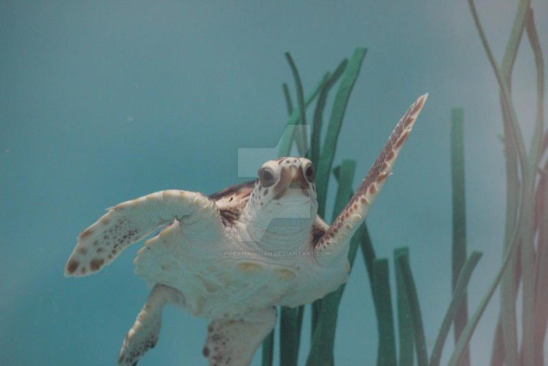 The Hyperactive Turtle Hi Turtle by PiperMagician on DeviantArt