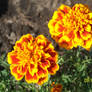 Marigold