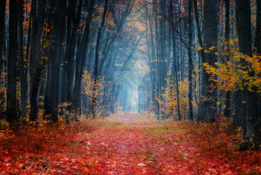 autumn forest