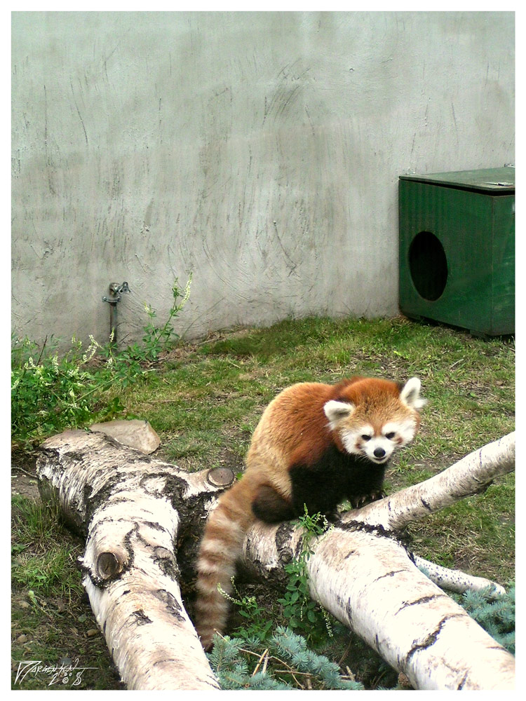 Red Panda, Valley Zoo