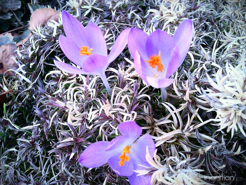 Amazing purple - March 2012 by Ingnition