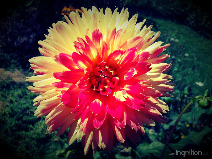 Summer Flower 2012 - 12 by Ingnition