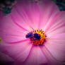 Summer Flower + Bee 2012 - 14