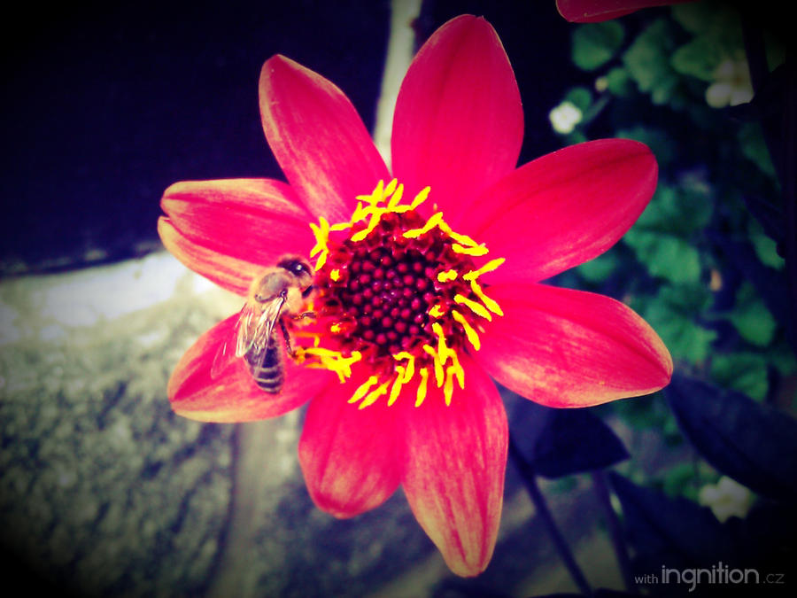 Summer Flower + Bee 2012 - 15 by Ingnition