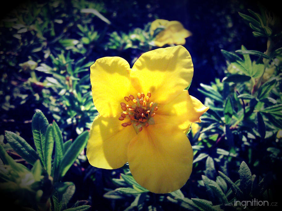 Summer Flower 2012 - 17 by Ingnition