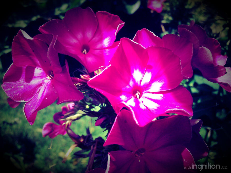 Summer Flower 2012 - 21