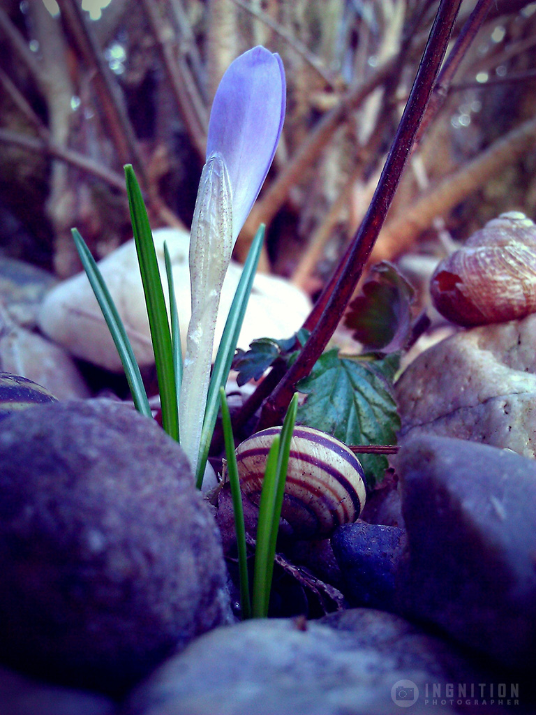 Photogallery 2014 - 06 flower snail