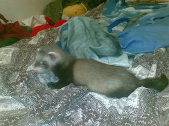 .Cal the ferret