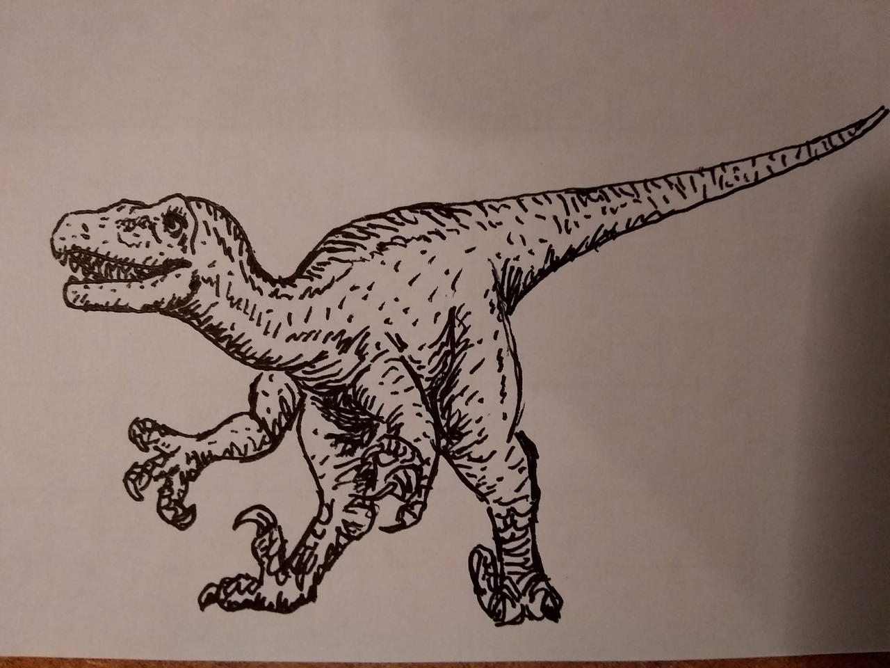Drawings Rapter Raptor by Alldoo on DeviantArt