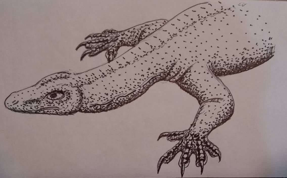 Monitor Lizard Digram Monitor Lizard by Alldoo on DeviantArt