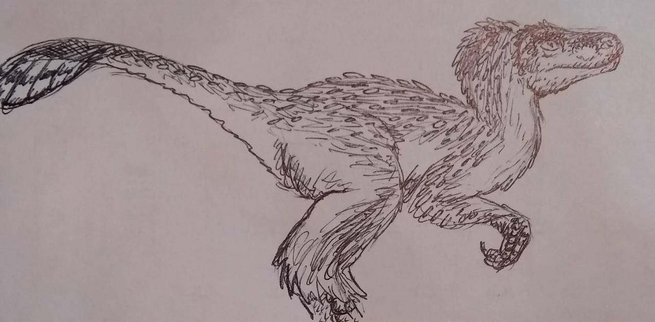 Feather Raptor Design Feathered Raptor 2 by Alldoo on DeviantArt
