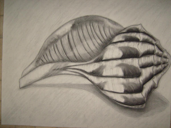 Long Shell Drawing Shell drawing by wacko1598 on DeviantArt