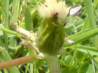 hidden dandelion