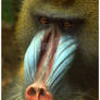 Baboon