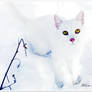 White kitty