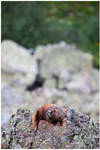 Marmot by michael-dalberti